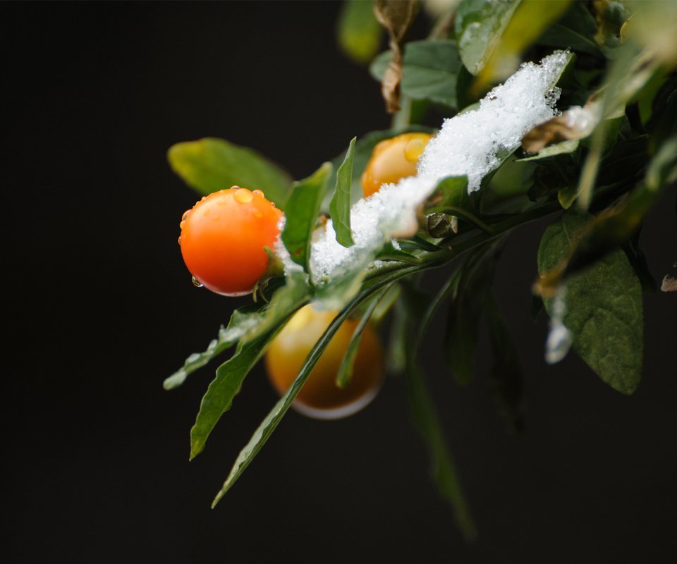 Обои ветка, снег, природа, листья, фон, ягоды, branch, snow, nature, leaves, background, berries разрешение 1920x1200 Загрузить