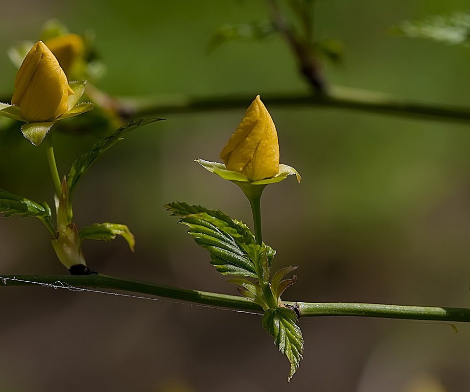 Обои цветы, ветка, бутоны, лето, flowers, branch, buds, summer разрешение 2560x1440 Загрузить