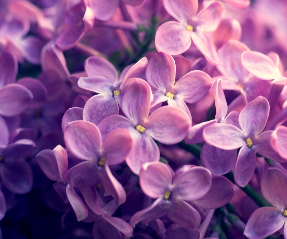 Обои природа, весна, сирень, nature, spring, lilac разрешение 2560x1600 Загрузить