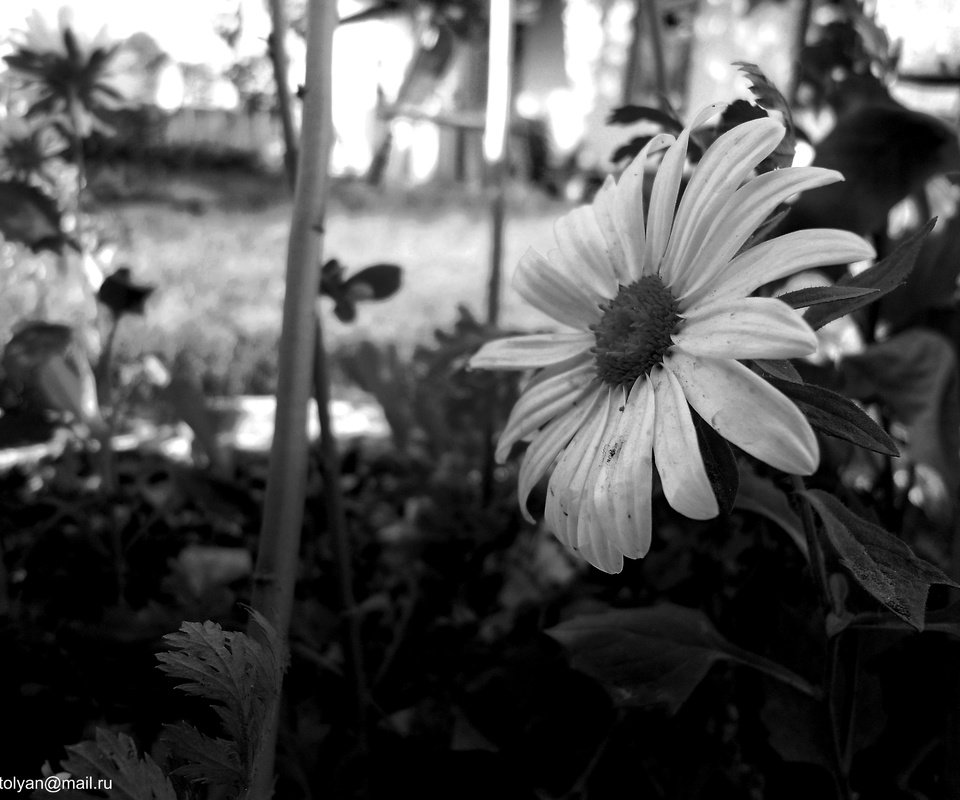 Обои цветок, черно белый, лепестки, flower, black and white, petals разрешение 4000x3000 Загрузить