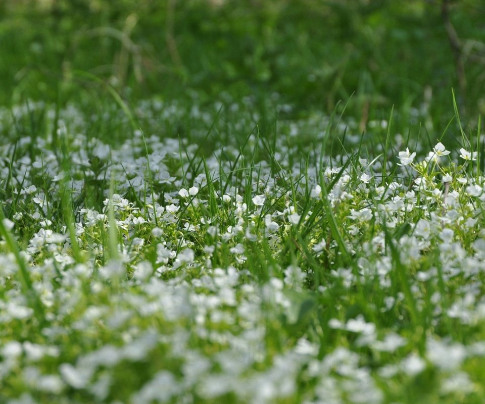 Обои цветы, трава, природа, лето, полевые цветы, лужайка, cvety, iz serii, polevye, flowers, grass, nature, summer, wildflowers, lawn разрешение 1920x1200 Загрузить