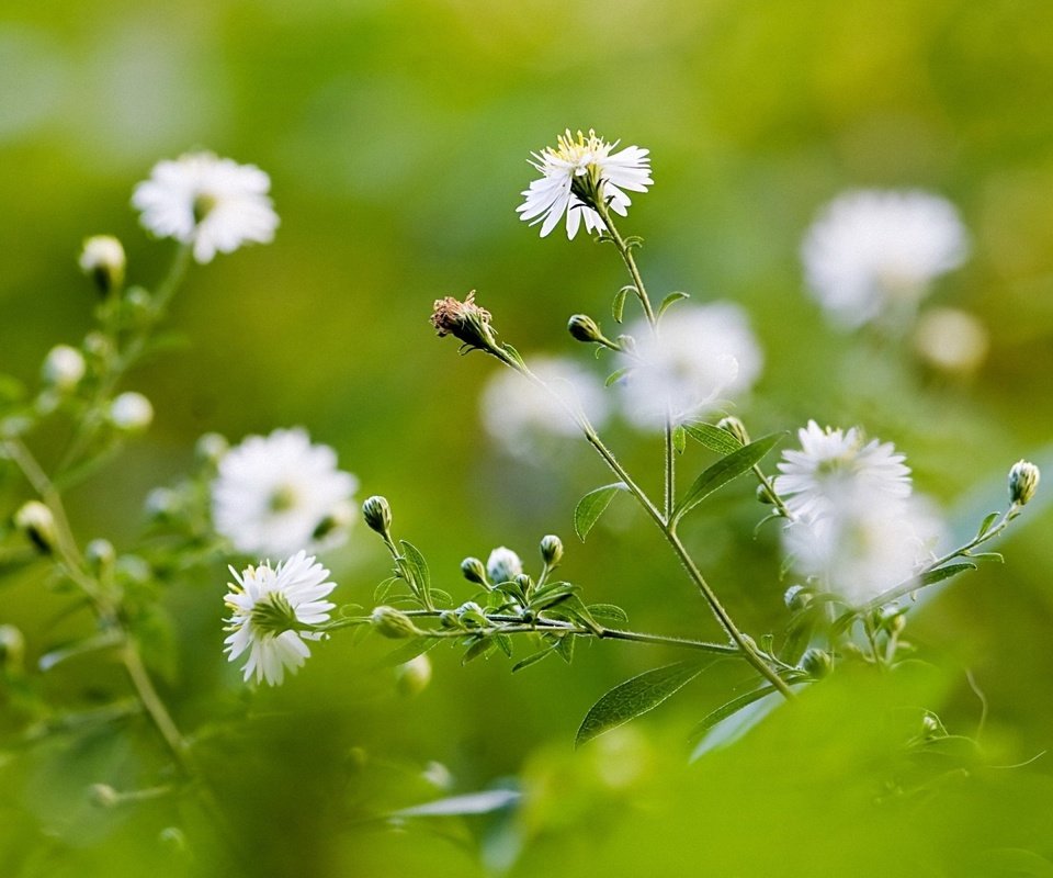 Обои полевые цветы, wildflowers разрешение 1920x1200 Загрузить