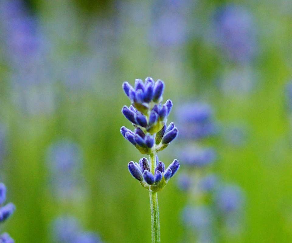 Обои макро, поле, лаванда, размытость, синяя, macro, field, lavender, blur, blue разрешение 4000x1280 Загрузить