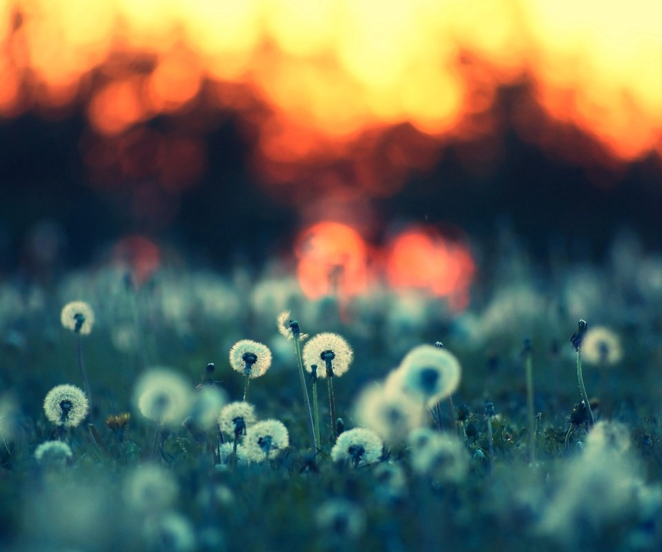 Обои цветы, вечер, природа, лето, одуванчики, flowers, the evening, nature, summer, dandelions разрешение 2560x1600 Загрузить