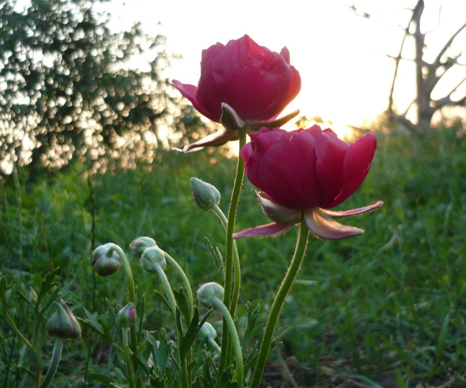 Обои цветы, трава, восход, зелень, утро, лето, flowers, grass, sunrise, greens, morning, summer разрешение 3264x2448 Загрузить