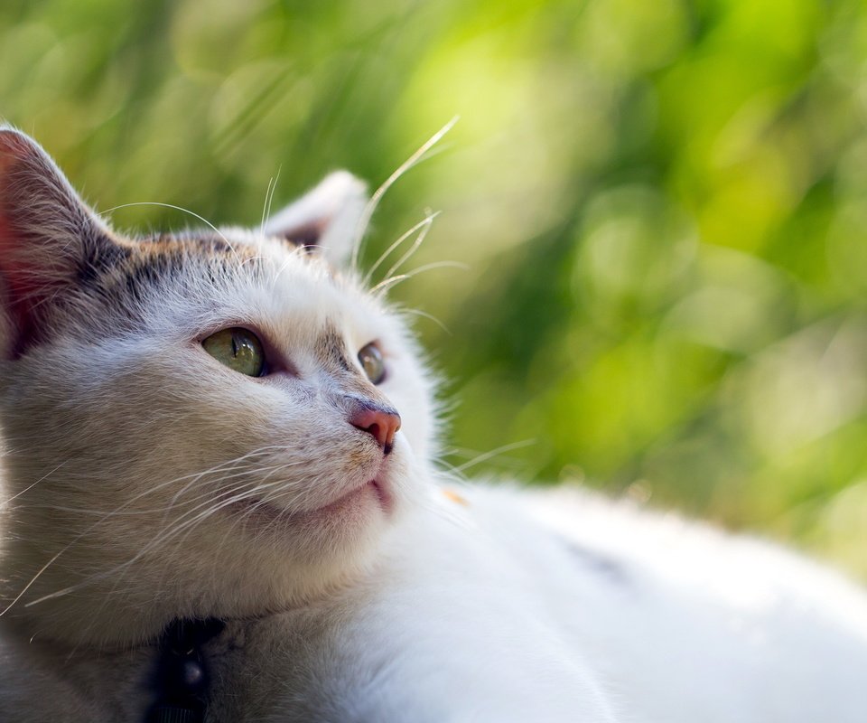 Обои морда, природа, фон, кот, кошка, взгляд, размытость, face, nature, background, cat, look, blur разрешение 2560x1600 Загрузить