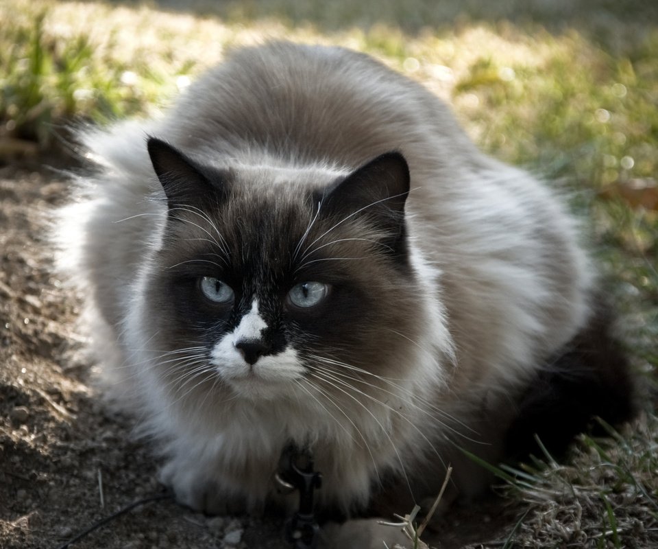 Обои глаза, трава, кот, кошка, взгляд, пушистый, голубые, eyes, grass, cat, look, fluffy, blue разрешение 2560x1600 Загрузить