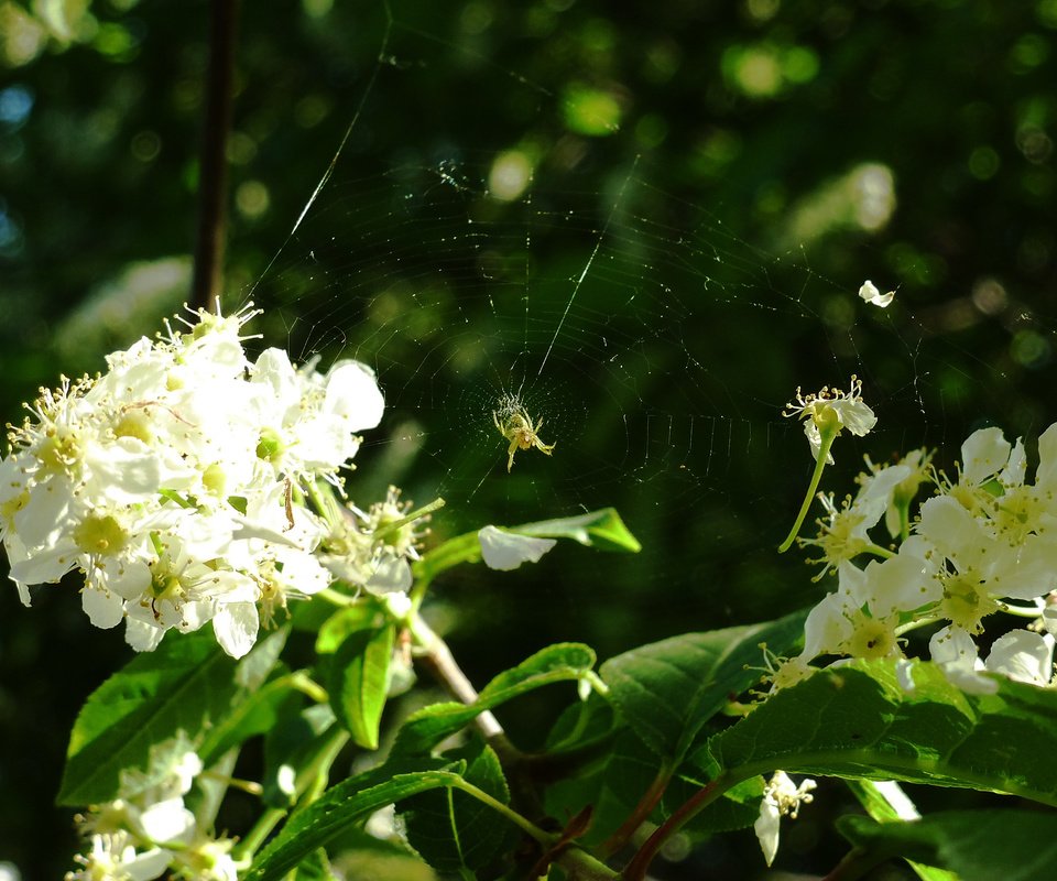 Обои весна, паутина, черемуха, spring, web, cherry разрешение 2160x1620 Загрузить