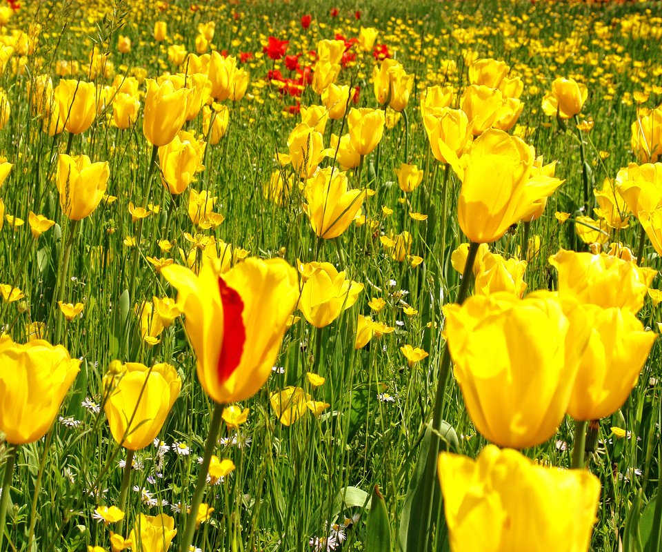 Обои цветы, трава, желтый, фото, поле, весна, тюльпаны, flowers, grass, yellow, photo, field, spring, tulips разрешение 1920x1200 Загрузить