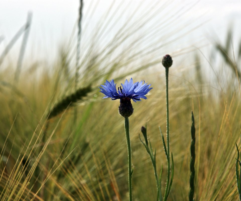 Обои цветы, трава, лето, колоски, flowers, grass, summer, spikelets разрешение 1920x1200 Загрузить