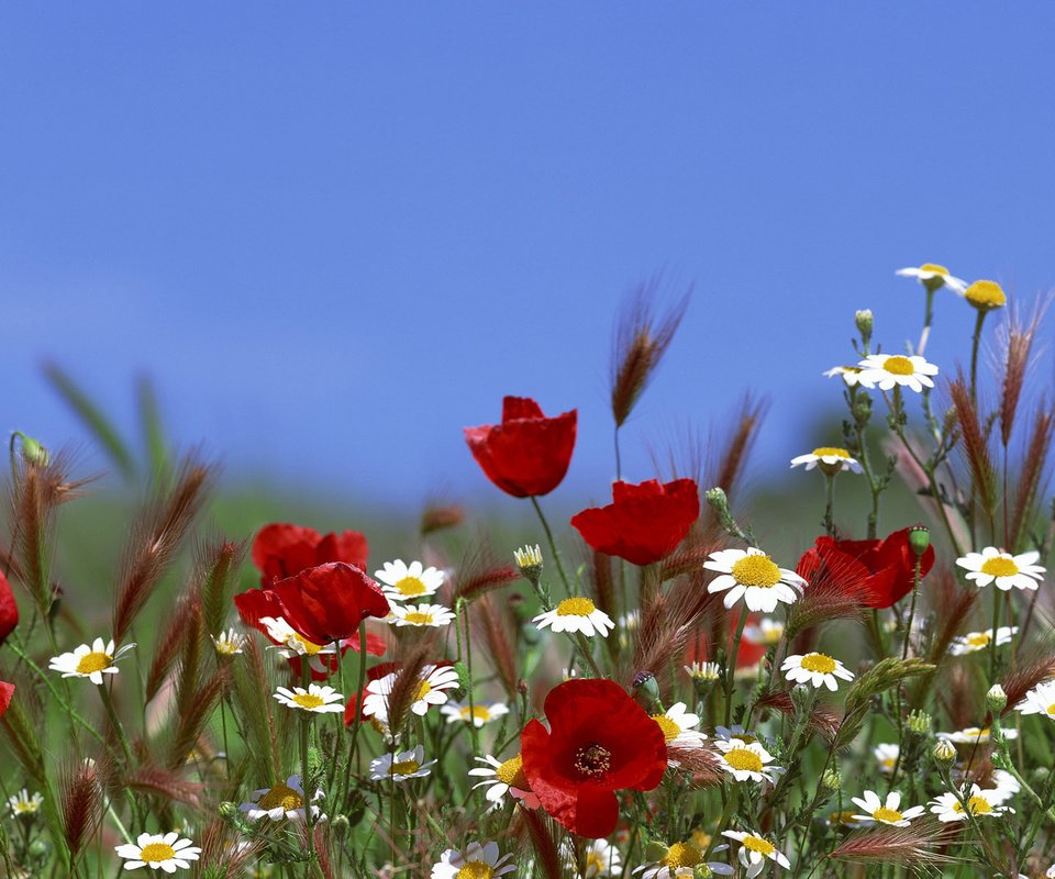 Обои небо, цветы, лето, маки, ромашки, the sky, flowers, summer, maki, chamomile разрешение 3840x1200 Загрузить