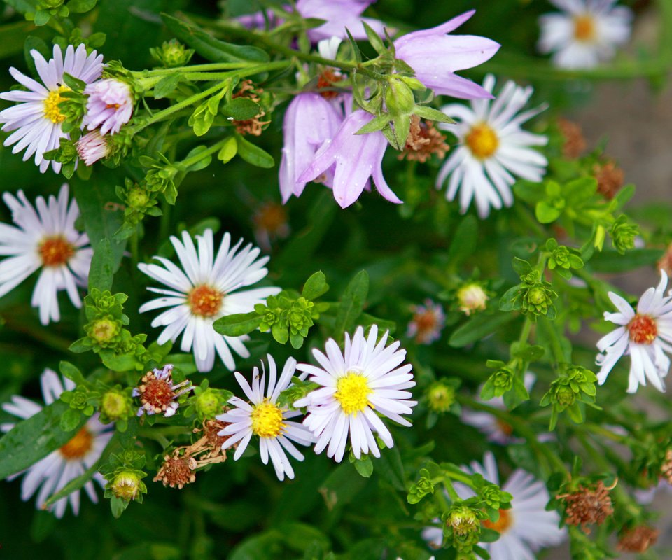 Обои ромашки, клумба, фиалки, chamomile, flowerbed, violet разрешение 2560x1600 Загрузить