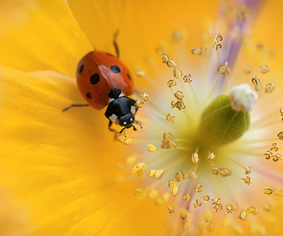 Обои красивый цветок, божья коровка для рабочего стола, beautiful flower, ladybug for your desktop разрешение 2560x1600 Загрузить