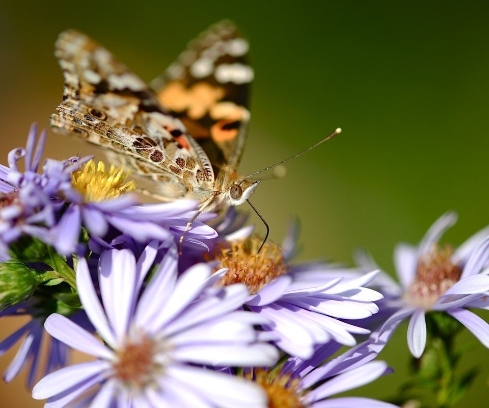 Обои цветы, насекомое, бабочка, крылья, cvety, babochka, makro, priroda, flowers, insect, butterfly, wings разрешение 2557x1577 Загрузить