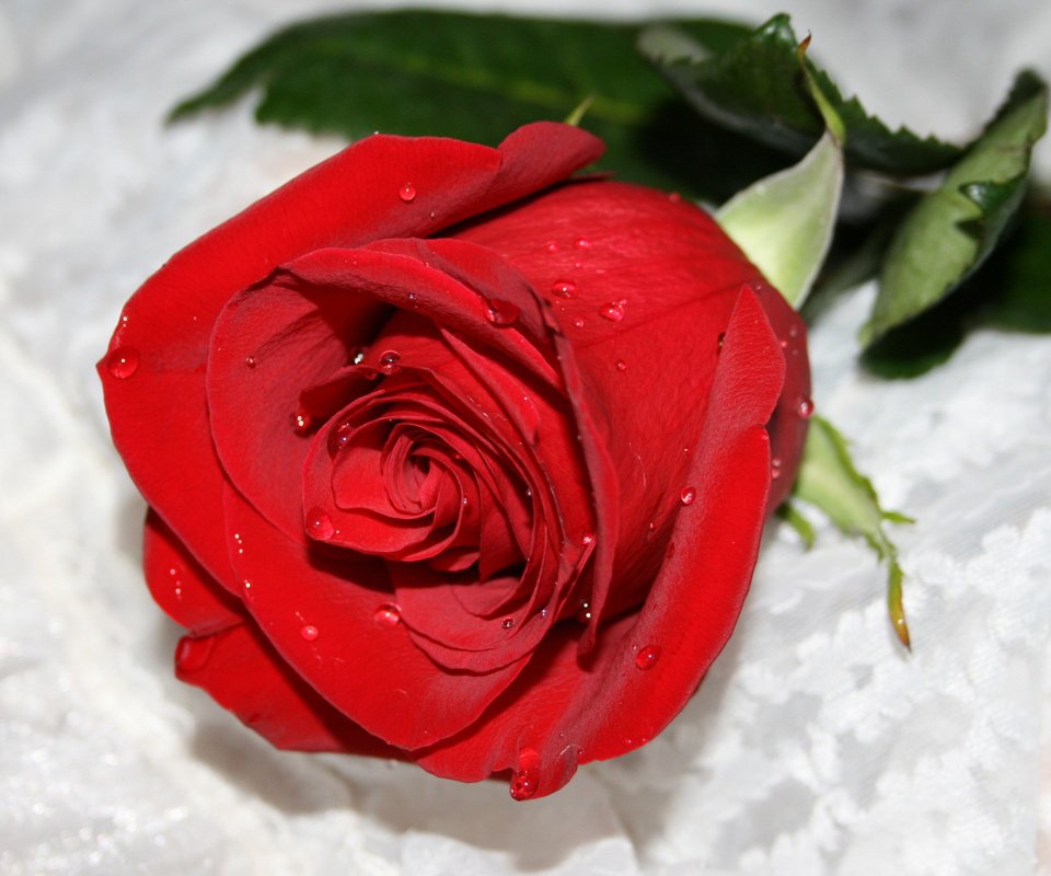Обои роза, roza, takaya nezhnaya, i kolyuchaya kak ingrid, rose, i kolyuchaya like ingrid разрешение 2560x1600 Загрузить