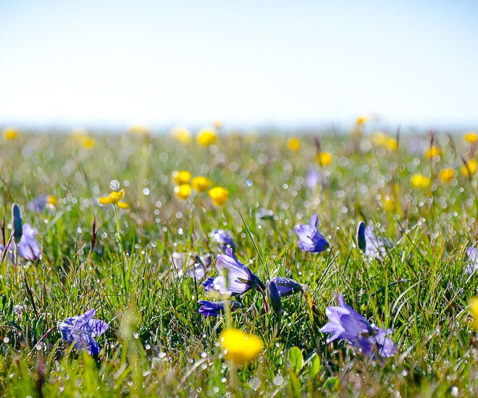 Обои цветы, lug, alpijskie, трава, поле, роса, луг, полюс, полевые цветы, cvety, trava, flowers, grass, field, rosa, meadow, pole, wildflowers разрешение 1920x1183 Загрузить