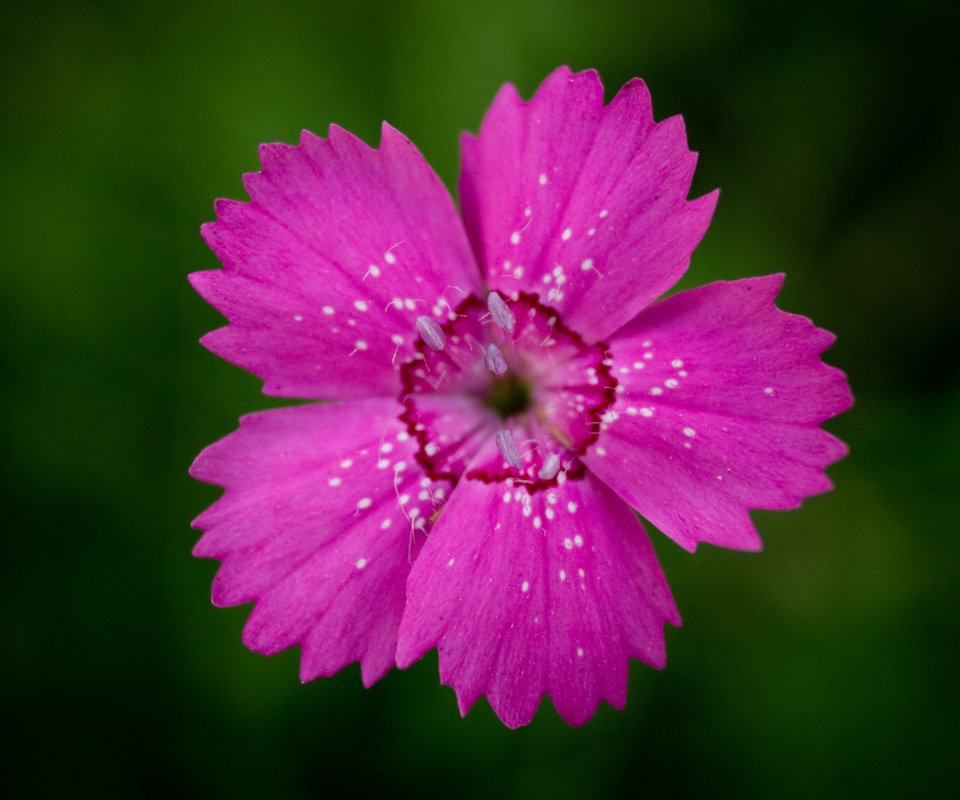 Обои цветок, лепестки, гвоздика, centr, vnutri, flower, petals, carnation, inside разрешение 2560x1600 Загрузить