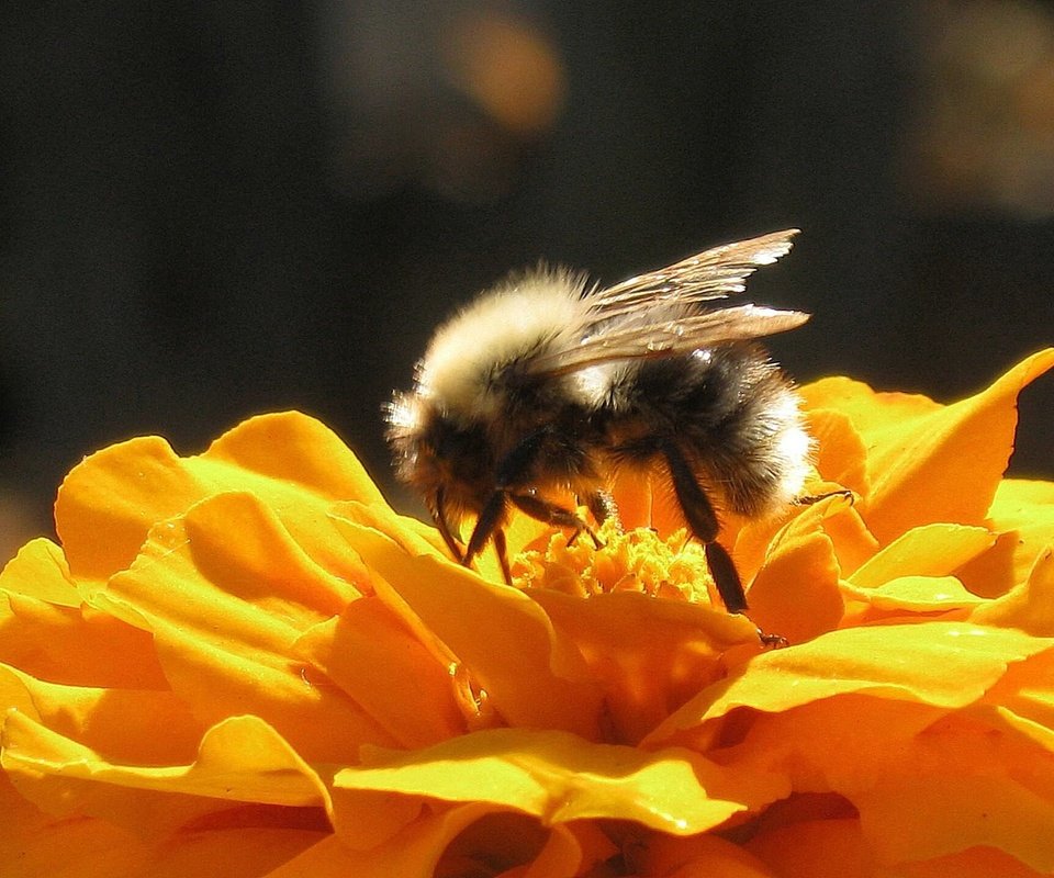 Обои насекомое, pushistyj, цветок, крылья, пчела, опыление, циния, cvetok, shmel, yarkij, solnechnyj, insect, flower, wings, bee, pollination, tsiniya разрешение 1920x1440 Загрузить
