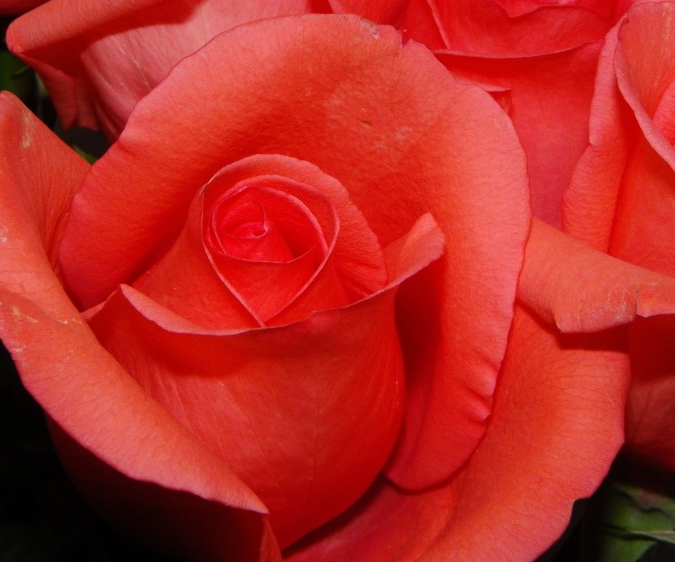 Обои cvety, rozy, oranzh разрешение 4000x3000 Загрузить