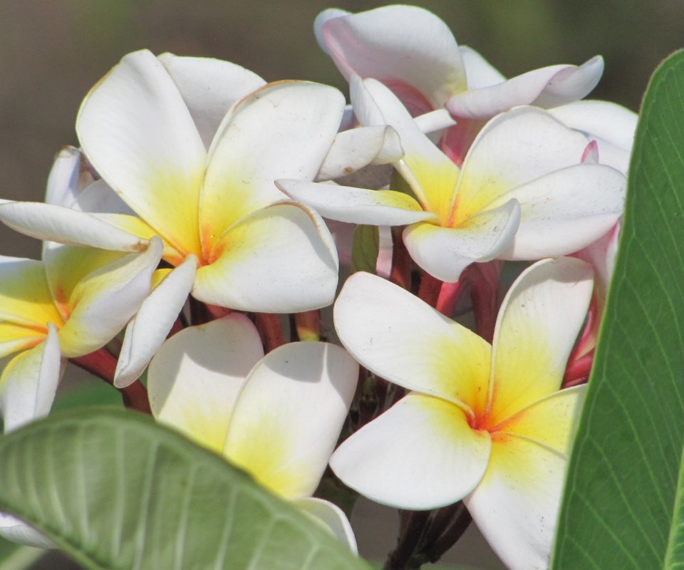 Обои цветы, cvety, krasota, tajland, плюмерия, flowers, plumeria разрешение 3648x2736 Загрузить