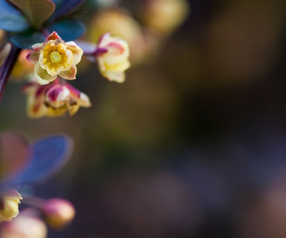 Обои цветение, листья, макро, весна, стебель, makro, cvetochek, барбарис, flowering, leaves, macro, spring, stem, barberry разрешение 1920x1200 Загрузить