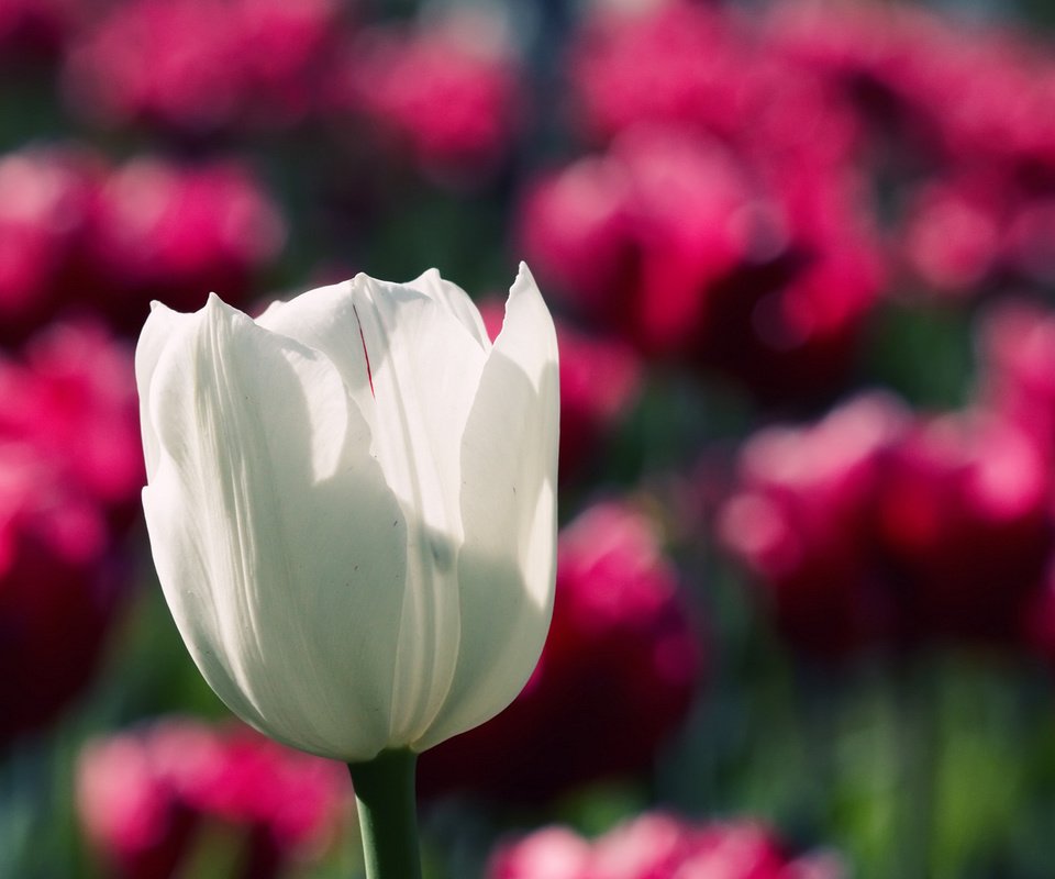 Обои цветок, белый, тюльпан, cvety, priroda, makro fotografii, oboi s cvetami, грустит, flower, white, tulip, sad разрешение 1920x1200 Загрузить