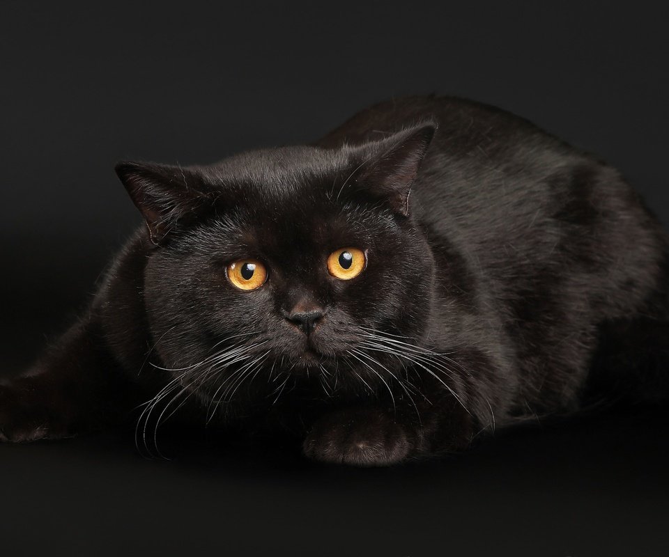 Обои глаза, кот, кошка, черный, черный фон, черный кот, eyes, cat, black, black background, black cat разрешение 2560x1600 Загрузить