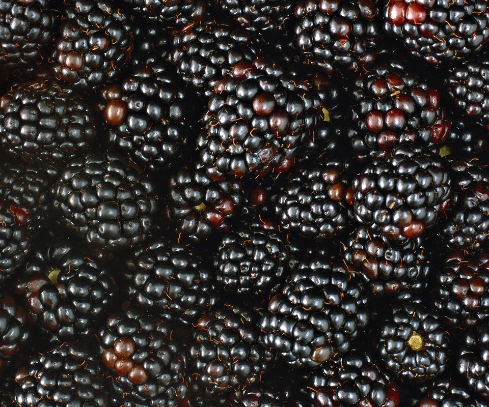 Обои макро, ягода, ягоды, много, ежевика, macro, berry, berries, a lot, blackberry разрешение 1920x1080 Загрузить