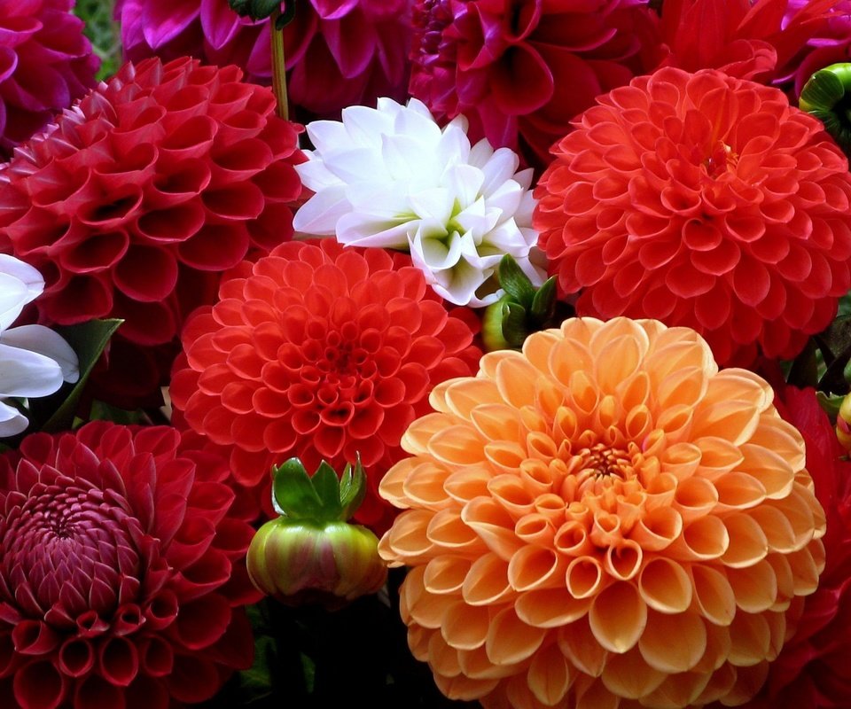Обои цветы, разноцветные, яркие, клумба, георгины, flowers, colorful, bright, flowerbed, dahlias разрешение 1920x1200 Загрузить