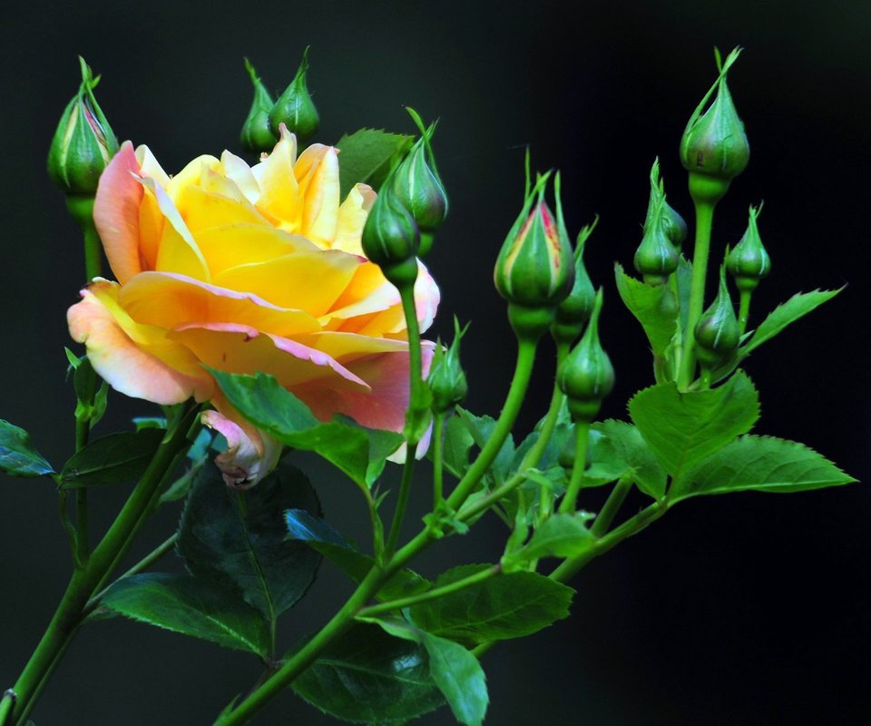 Обои бутоны, роза, лепестки, бутон, черный фон, стебель, желтая роза, buds, rose, petals, bud, black background, stem, yellow rose разрешение 1920x1200 Загрузить