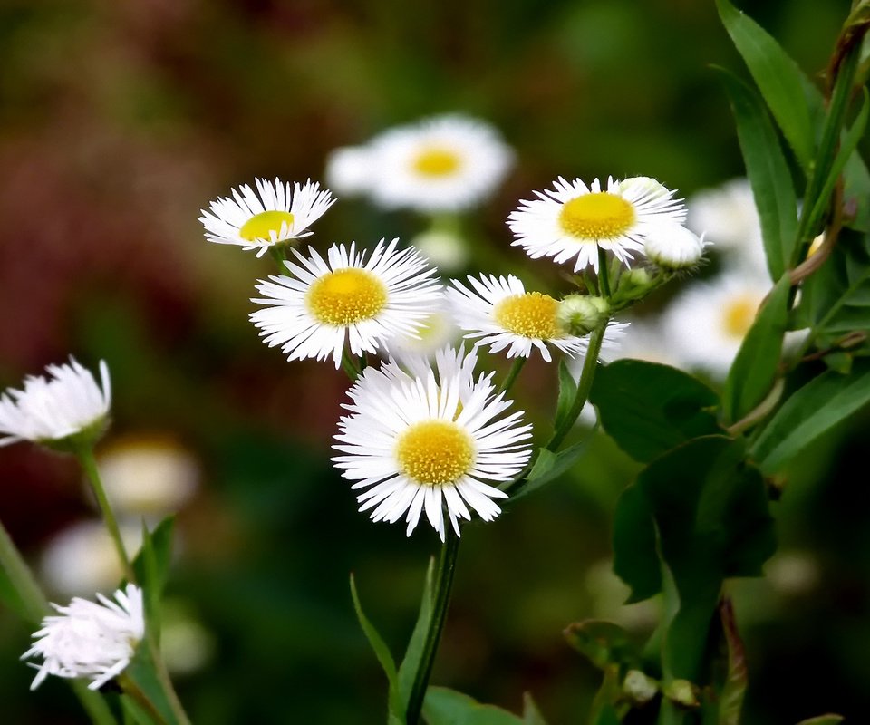 Обои цветы, макро, поле, луг, ромашки, белые, полевые цветы, flowers, macro, field, meadow, chamomile, white, wildflowers разрешение 1920x1200 Загрузить