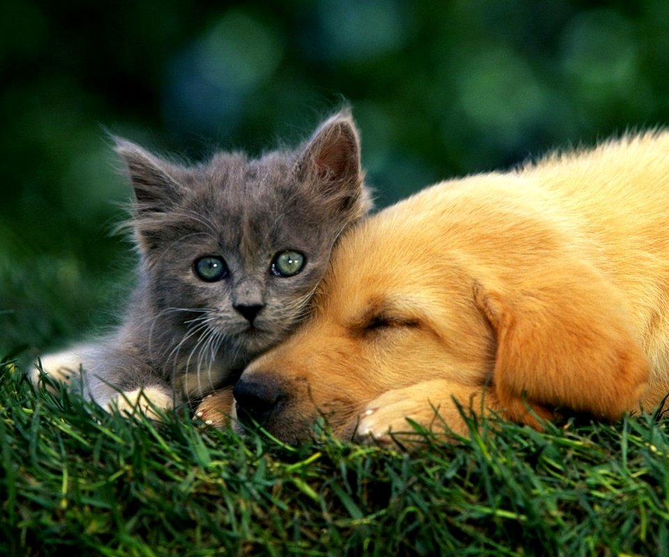 Обои кошка, котенок, пушистый, собака, лабродор, cat, kitty, fluffy, dog, labrador разрешение 2000x1600 Загрузить