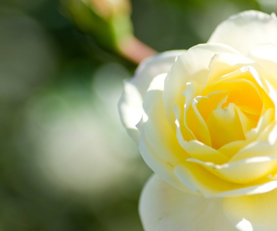 Обои макро, цветок, роза, лепестки, бутон, белая, macro, flower, rose, petals, bud, white разрешение 1920x1200 Загрузить