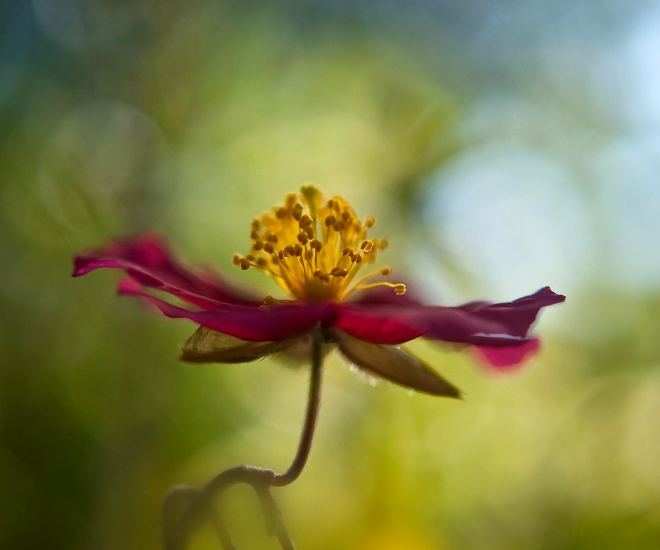 Обои макро, цветок, лепестки, стебель, боке, cvetok, makro, boke, macro, flower, petals, stem, bokeh разрешение 1920x1200 Загрузить