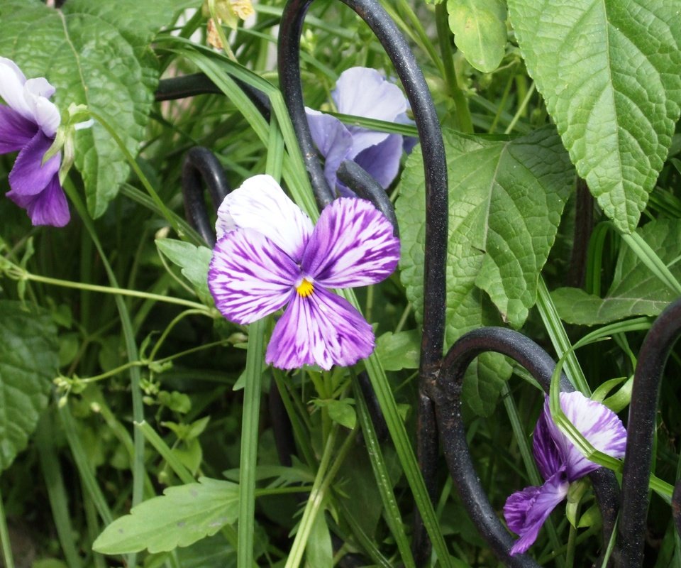 Обои цветы, листья, лепестки, решетка, cvety, reshyotka, фиалка, виола, flowers, leaves, petals, grille, violet, viola разрешение 3488x2616 Загрузить