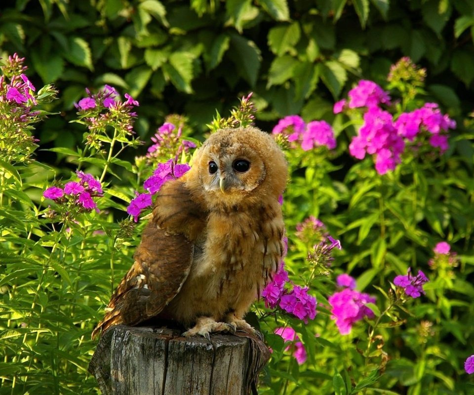 Обои цветы, трава, сова, лето, хищник, птица, пенек, flowers, grass, owl, summer, predator, bird, stump разрешение 1920x1200 Загрузить