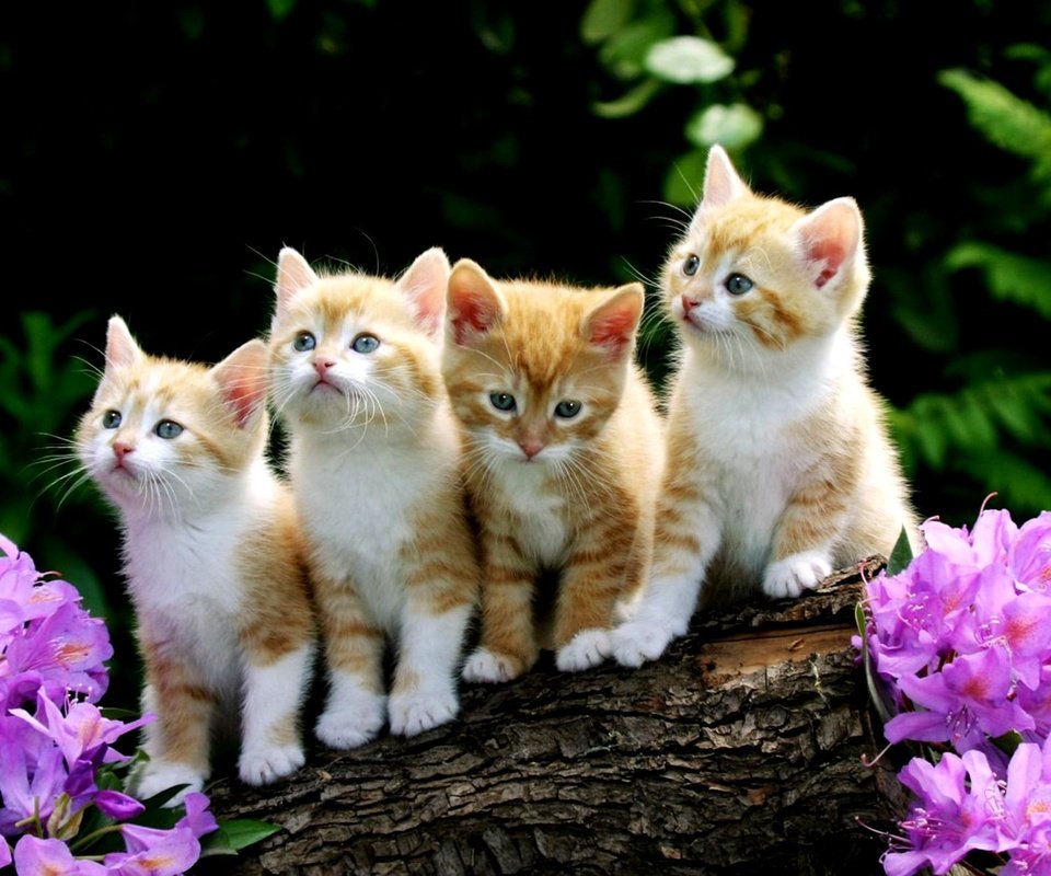 Обои цветы, рыжие котята, flowers, red kittens разрешение 2000x1333 Загрузить