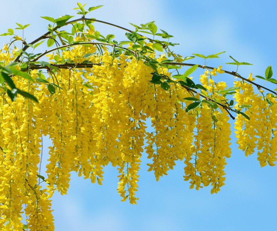 Обои весна, жёлтая, vid, kartinka, krasivo, oboi, krupno, акация, мимоза, spring, yellow, acacia, mimosa разрешение 2560x1600 Загрузить