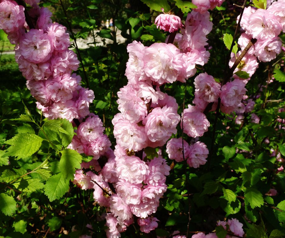 Обои киев, botanicheskij sad, maj, rozovye cvety, kiev, owner разрешение 2160x1620 Загрузить