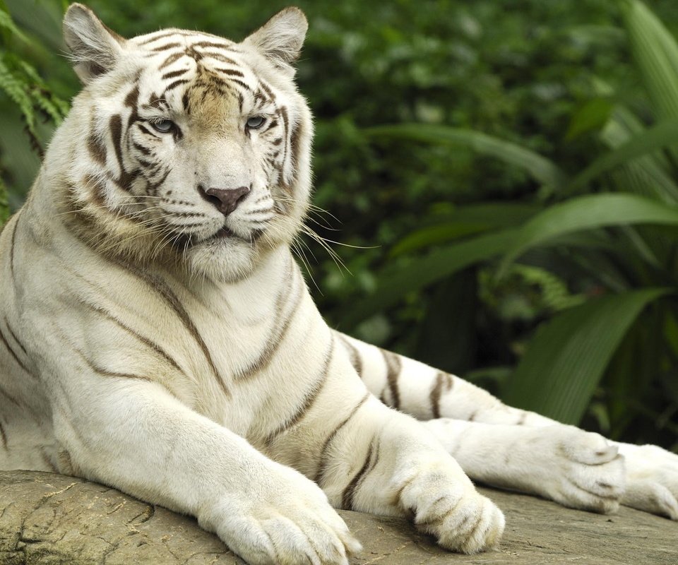 Обои тигр, белый тигр, tiger, white tiger разрешение 2000x1125 Загрузить