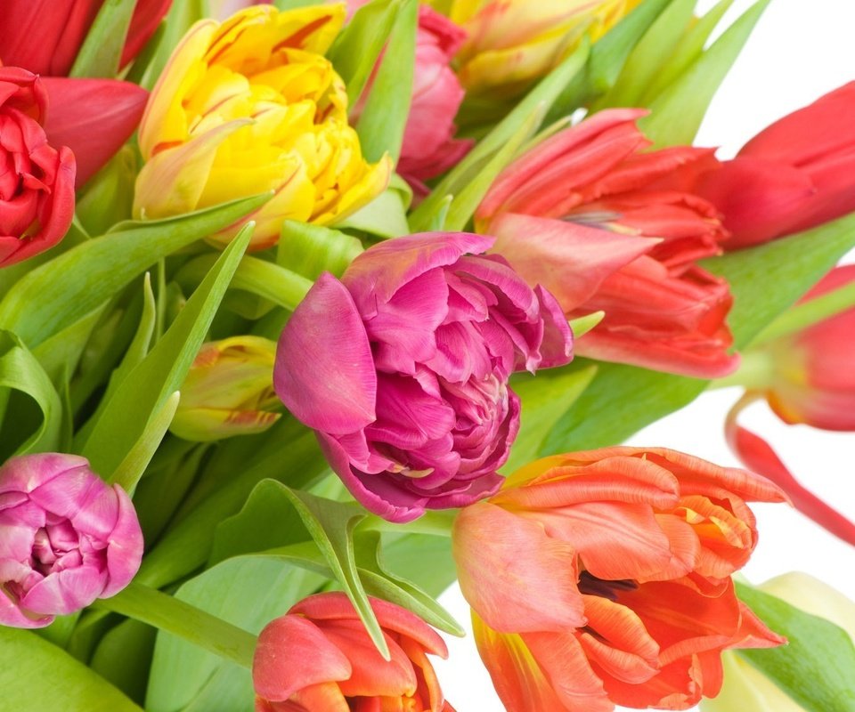 Обои cvety, tyulpany, разнцветные, raznocvetnye разрешение 1920x1130 Загрузить