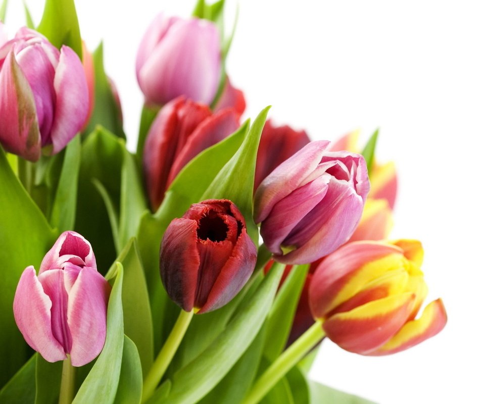 Обои букет, тюльпаны, bouquet, tulips разрешение 1920x1080 Загрузить