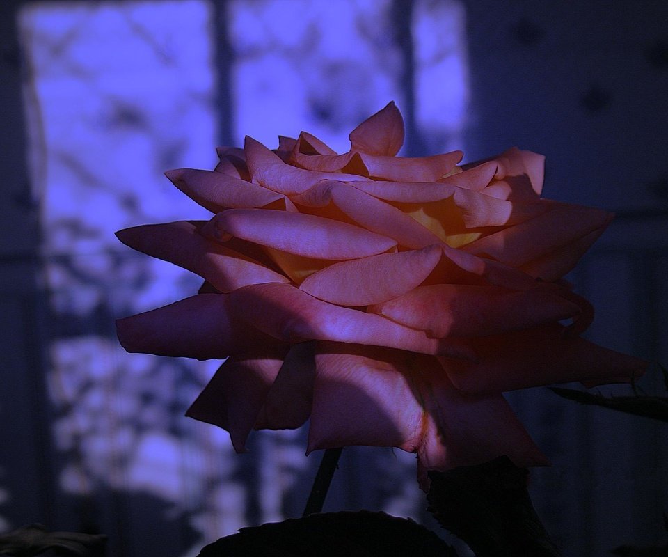 Обои cvetok, goluboj, roza, krasnaya, otsvet, sumerki разрешение 1920x1440 Загрузить