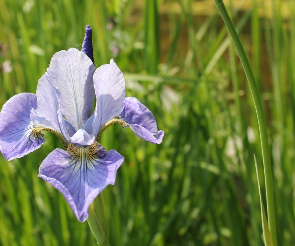 Обои трава, природа, зелень, цветок, ирис, cvety, zelen, grass, nature, greens, flower, iris разрешение 4001x2667 Загрузить