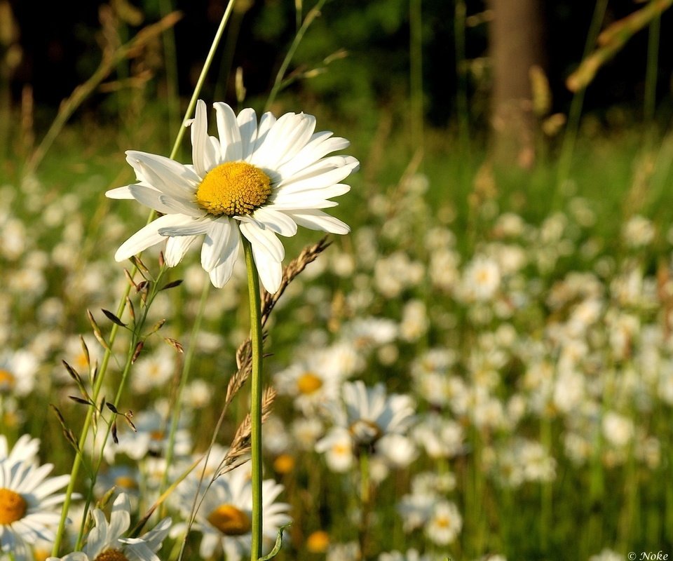 Обои трава, природа, поле, лето, ромашка, ромашки, полевые цветы, grass, nature, field, summer, daisy, chamomile, wildflowers разрешение 1920x1200 Загрузить