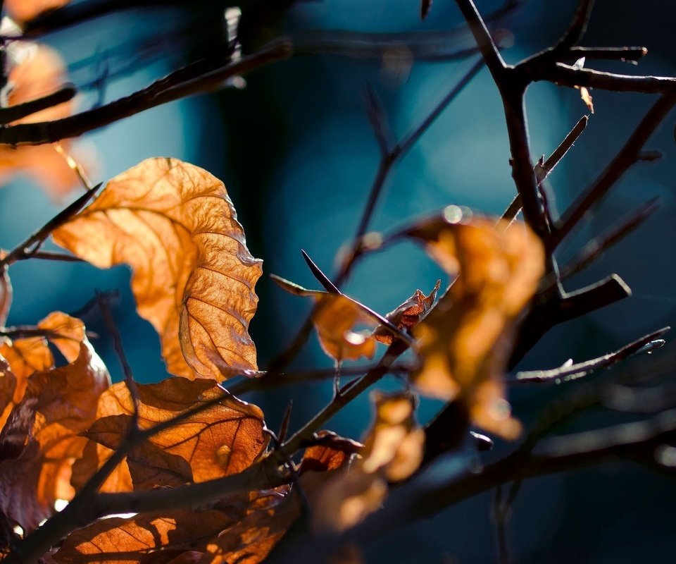 Обои лес, листья, макро, ветви, осень, forest, leaves, macro, branch, autumn разрешение 2048x1338 Загрузить