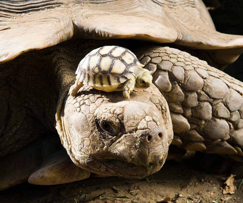 Обои животные, черепаха, панцирь, черепахи, детеныш, animals, turtle, shell, turtles, cub разрешение 1920x1200 Загрузить