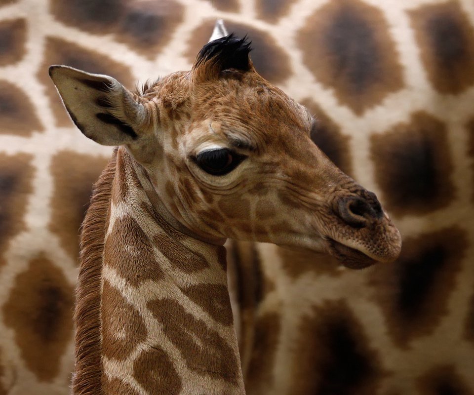 Обои глаза, уши, жираф, жирафы, детеныш, eyes, ears, giraffe, giraffes, cub разрешение 1920x1200 Загрузить