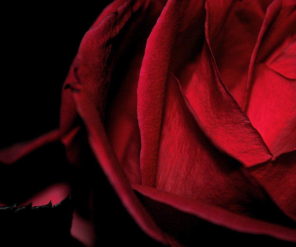 Обои цветок, роза, красная, бархатная, макро черный фон, flower, rose, red, velvet, macro black background разрешение 2560x1600 Загрузить