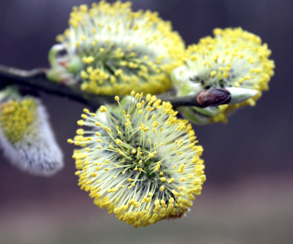 Обои ветка, цветение, макро, весна, верба, branch, flowering, macro, spring, verba разрешение 2560x1600 Загрузить